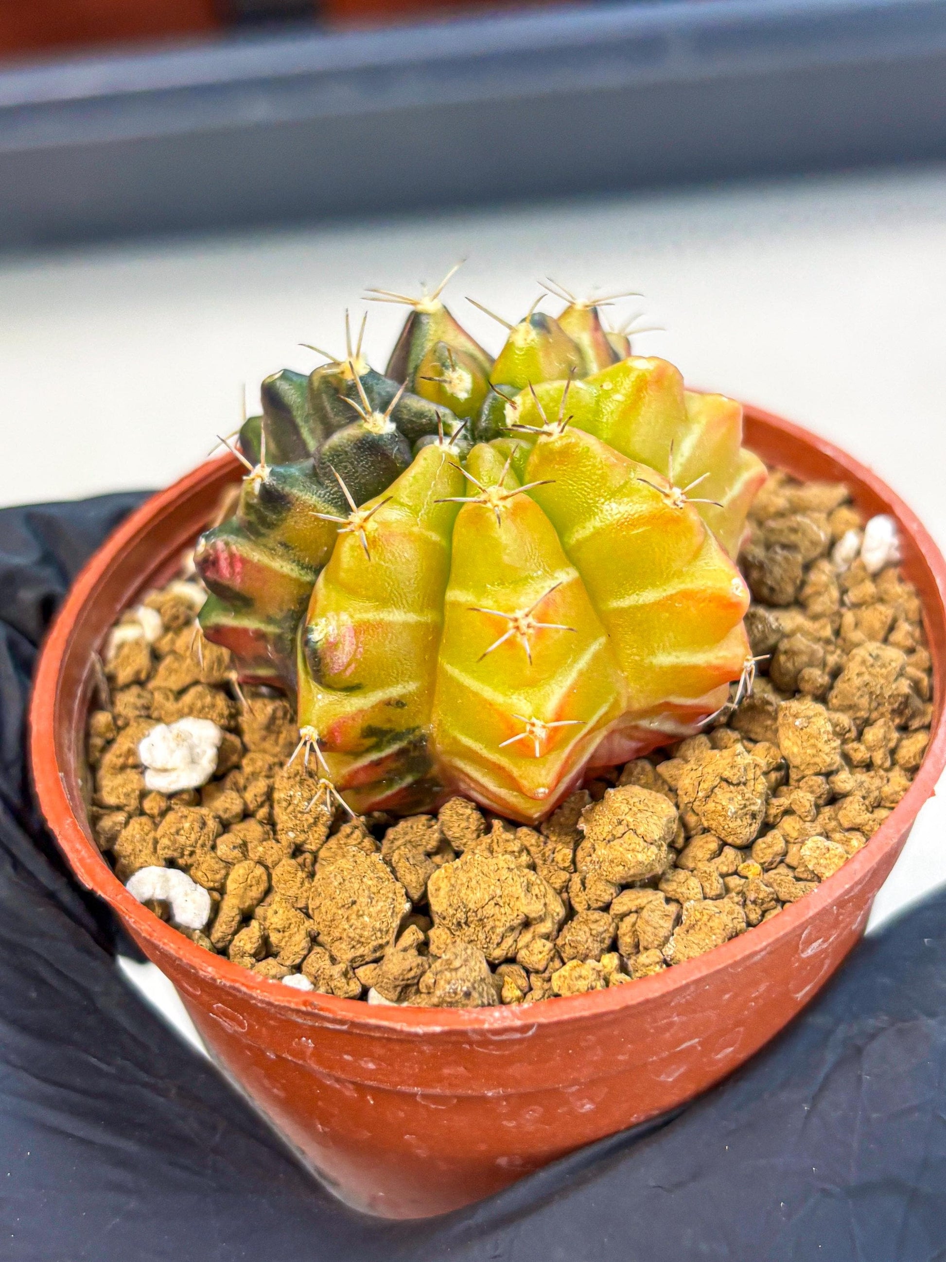 Gymnocalycium Sepia (gy12) (g7) | colorful Variegated Cactus