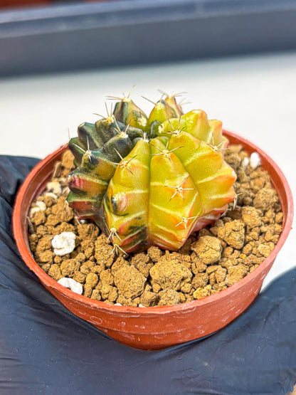 Gymnocalycium Sepia (gy12) (g7) | colorful Variegated Cactus
