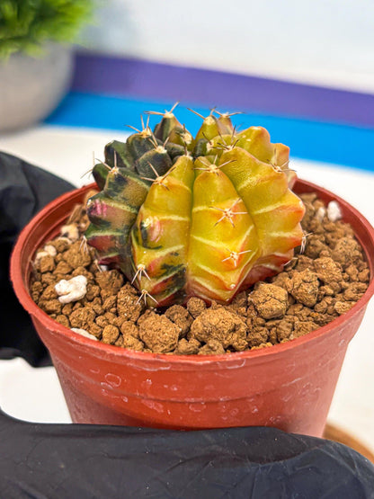 Gymnocalycium Sepia (gy12) (g7) | colorful Variegated Cactus