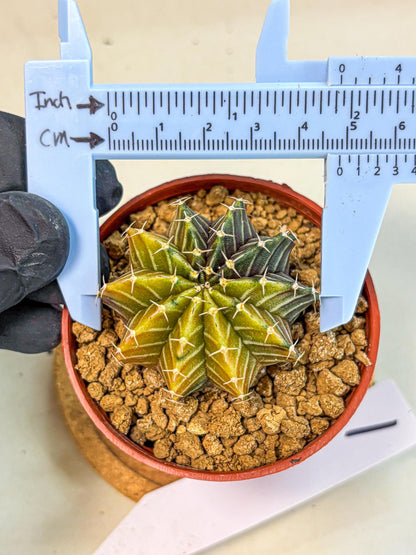 Gymnocalycium Sepia (gy12) (r1) | colorful Variegated Cactus