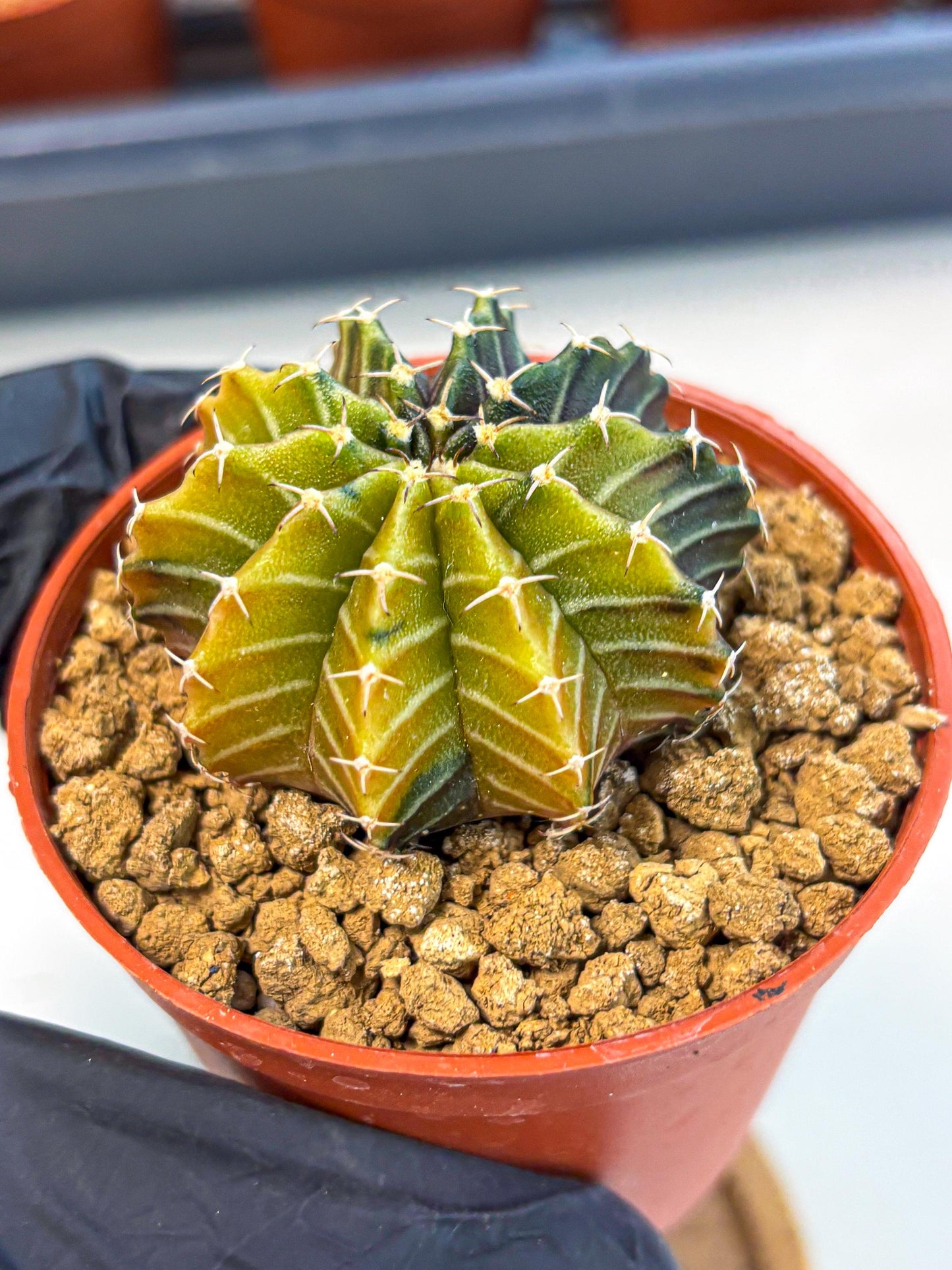 Gymnocalycium Sepia (gy12) (r1) | colorful Variegated Cactus