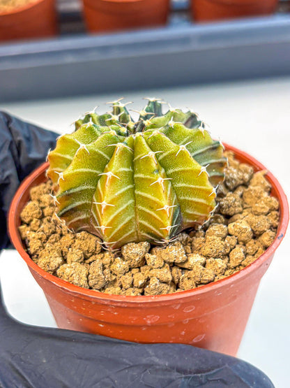 Gymnocalycium Sepia (gy12) (r1) | colorful Variegated Cactus