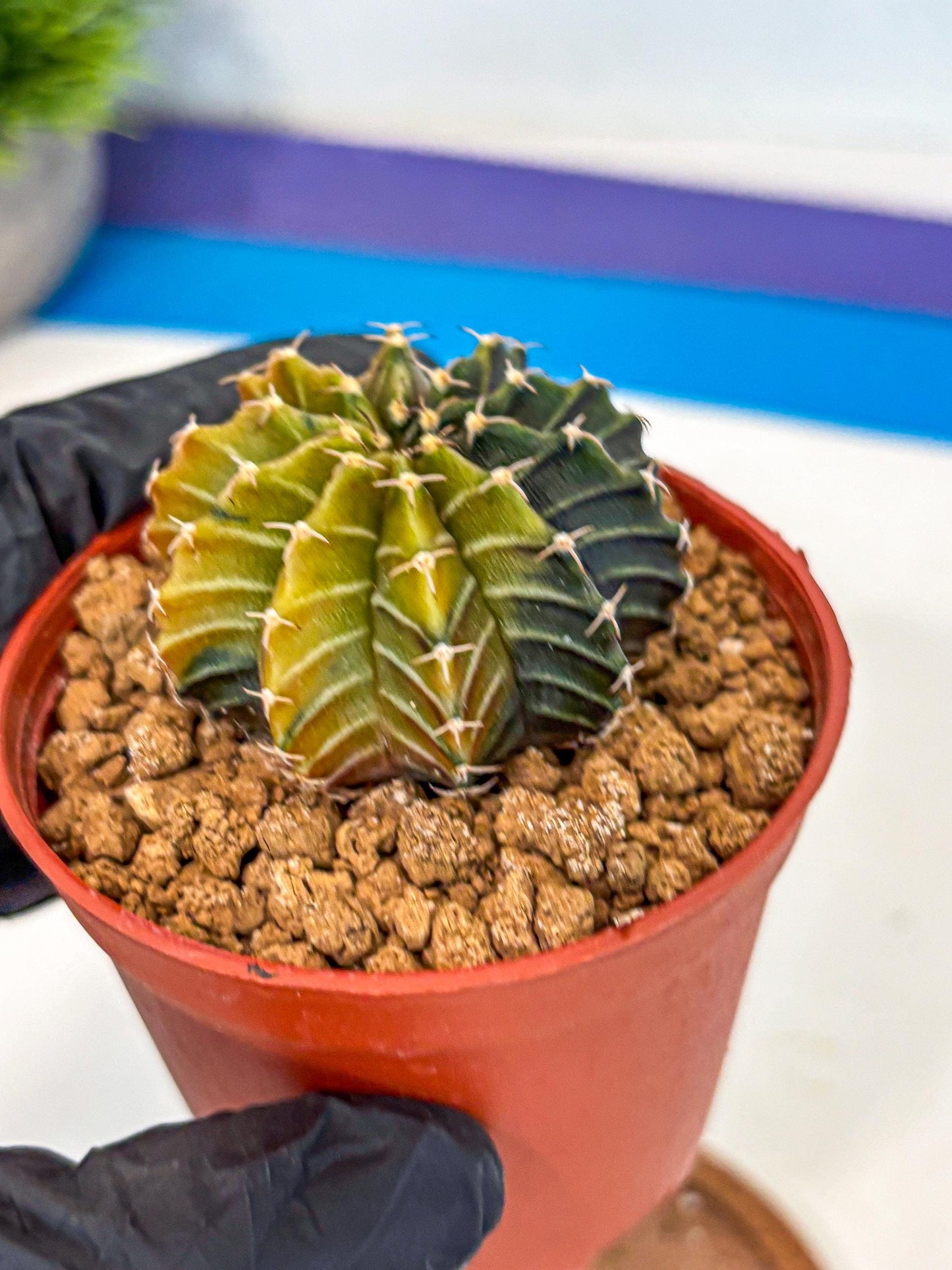 Gymnocalycium Sepia (gy12) (r1) | colorful Variegated Cactus