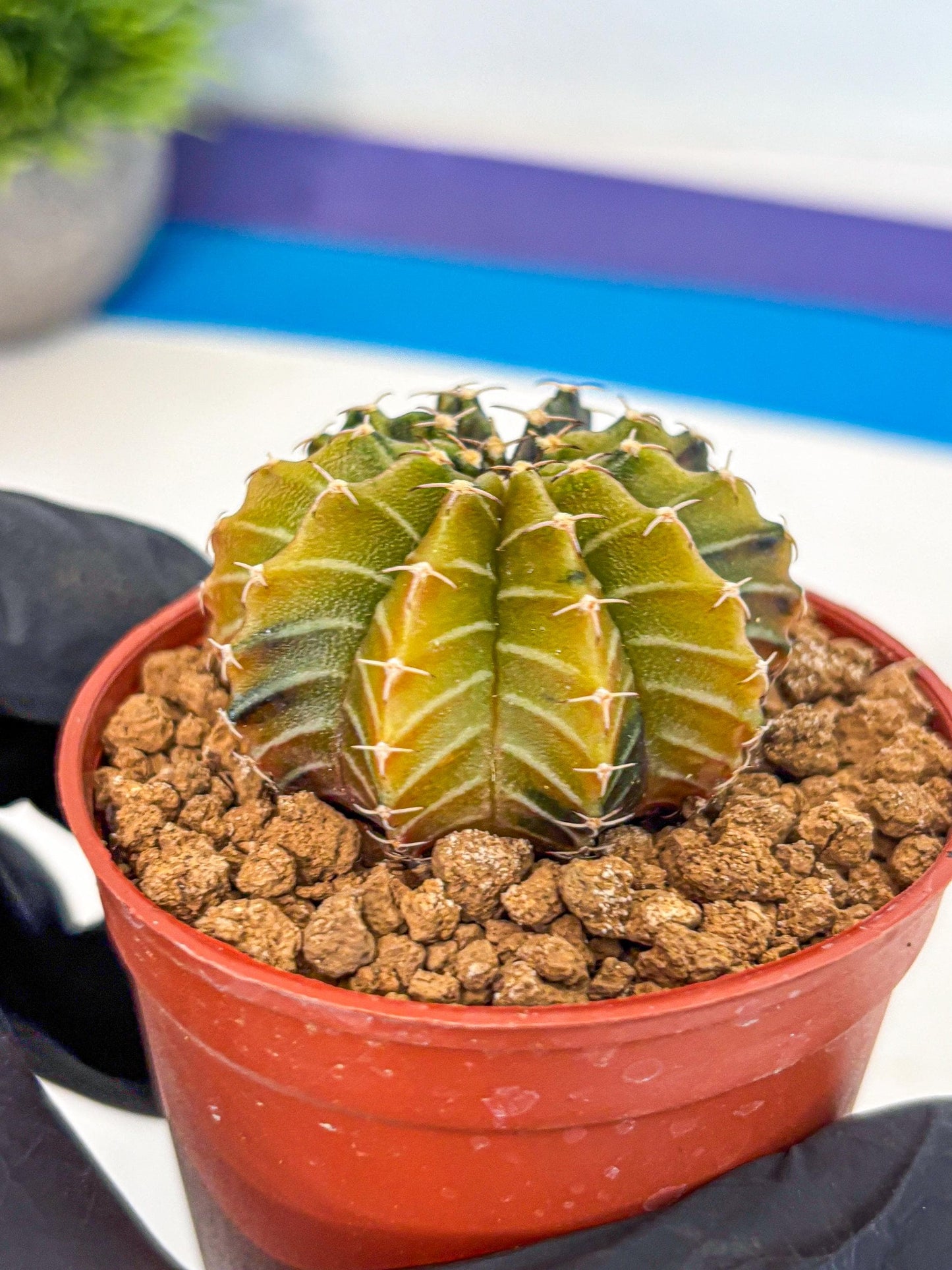 Gymnocalycium Sepia (gy12) (r1) | colorful Variegated Cactus