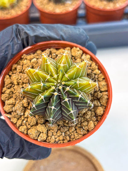 Gymnocalycium Sepia (gy12) (r1) | colorful Variegated Cactus