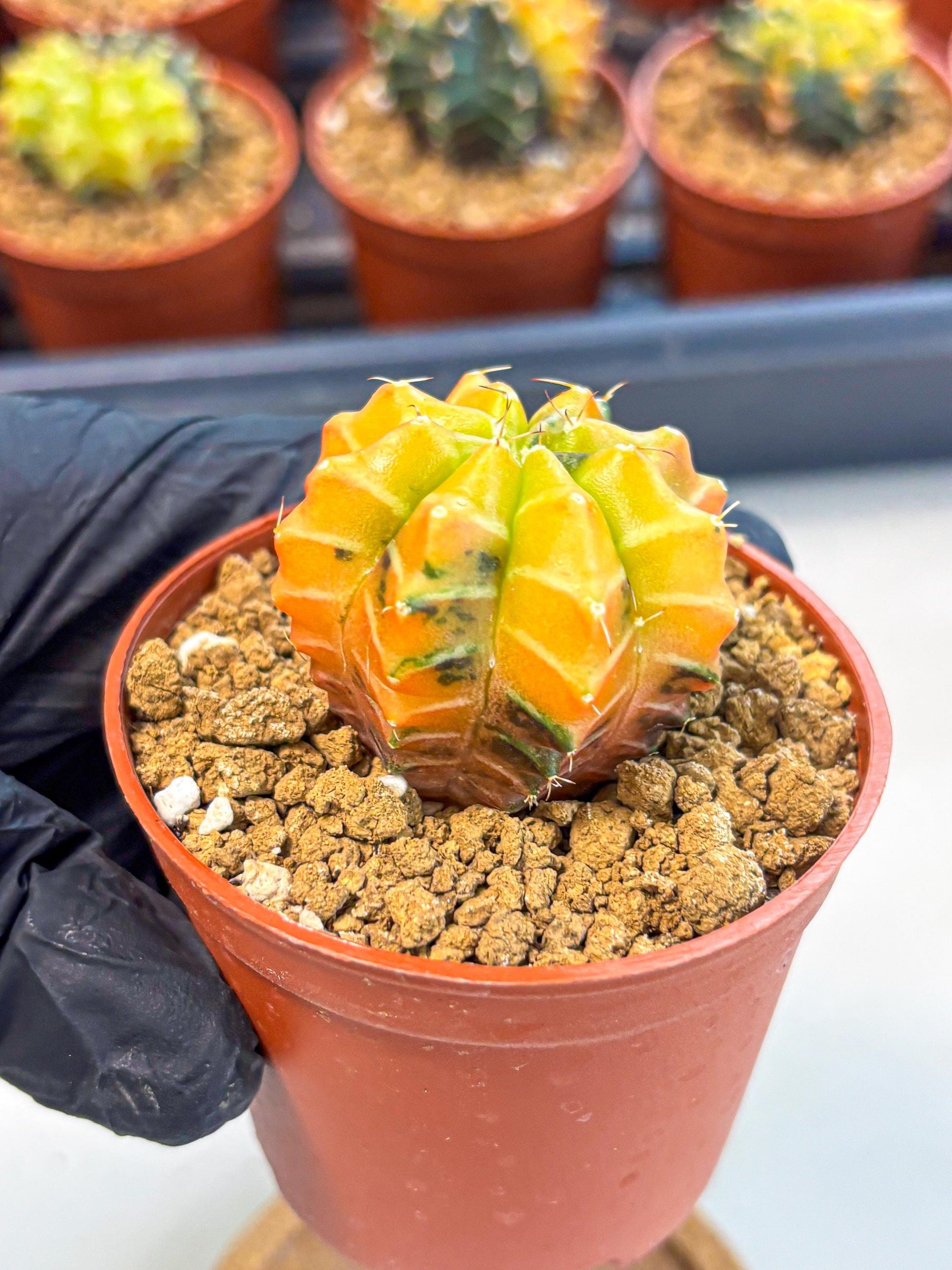 Gymnocalycium Sepia (gy12) (r2) | colorful Variegated Cactus