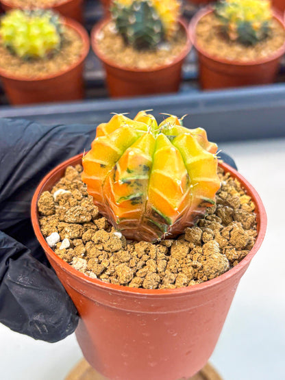 Gymnocalycium Sepia (gy12) (r2) | colorful Variegated Cactus