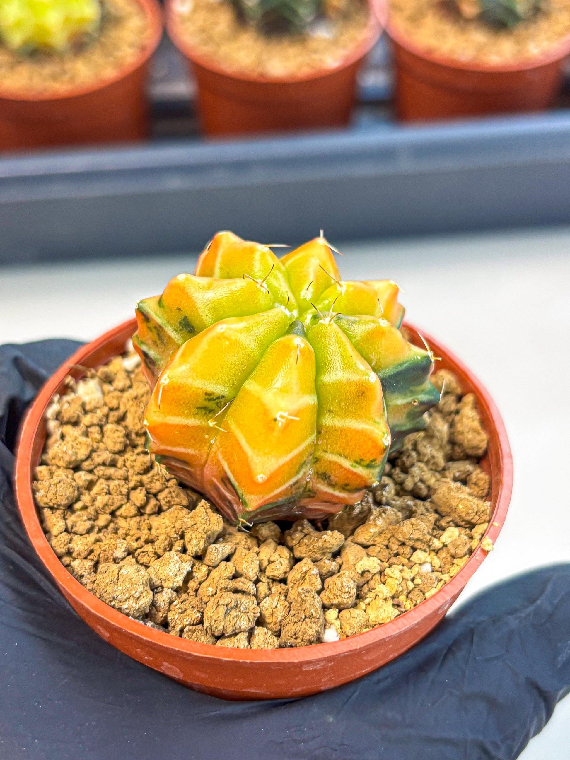 Gymnocalycium Sepia (gy12) (r2) | colorful Variegated Cactus