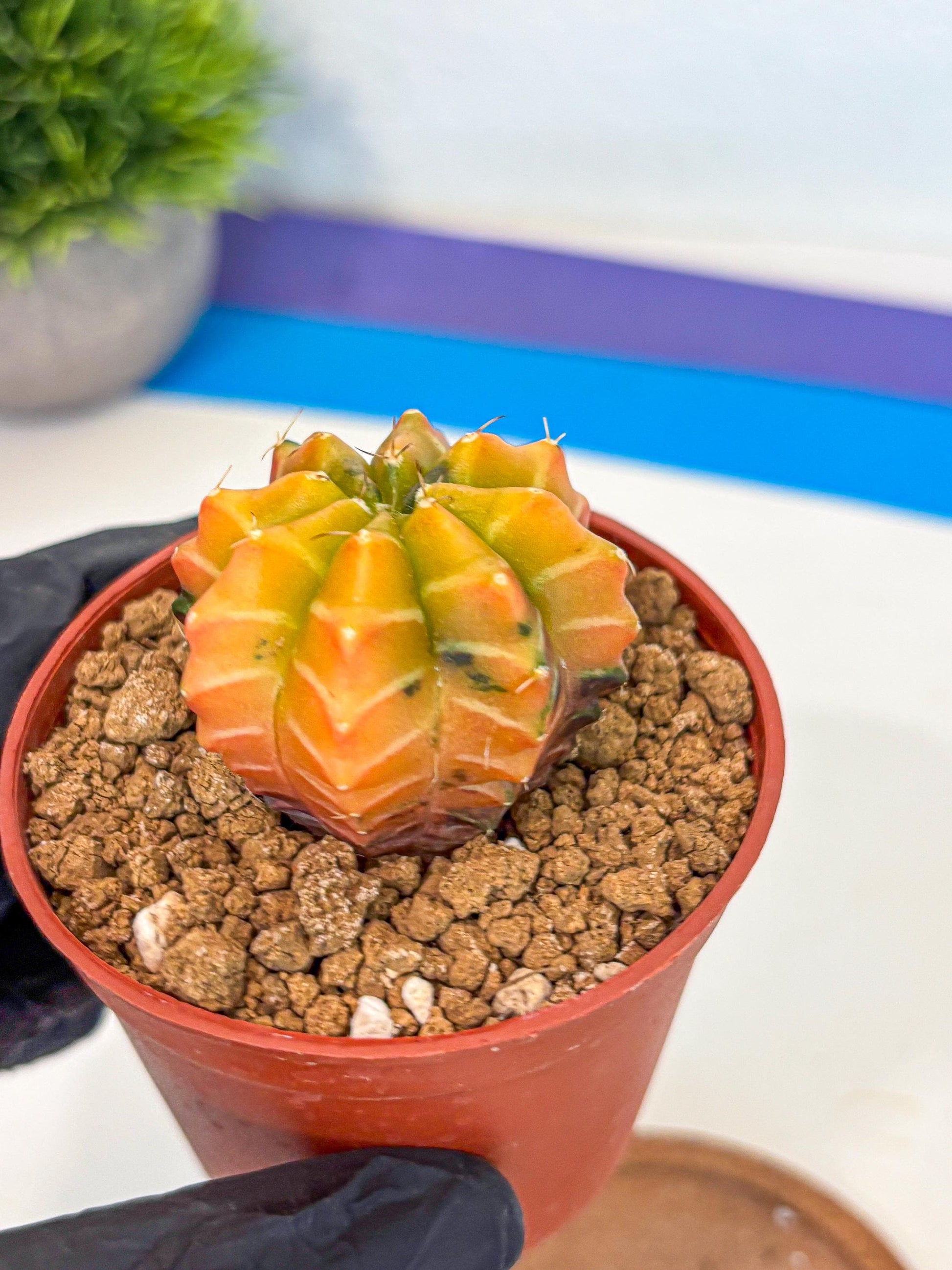 Gymnocalycium Sepia (gy12) (r2) | colorful Variegated Cactus