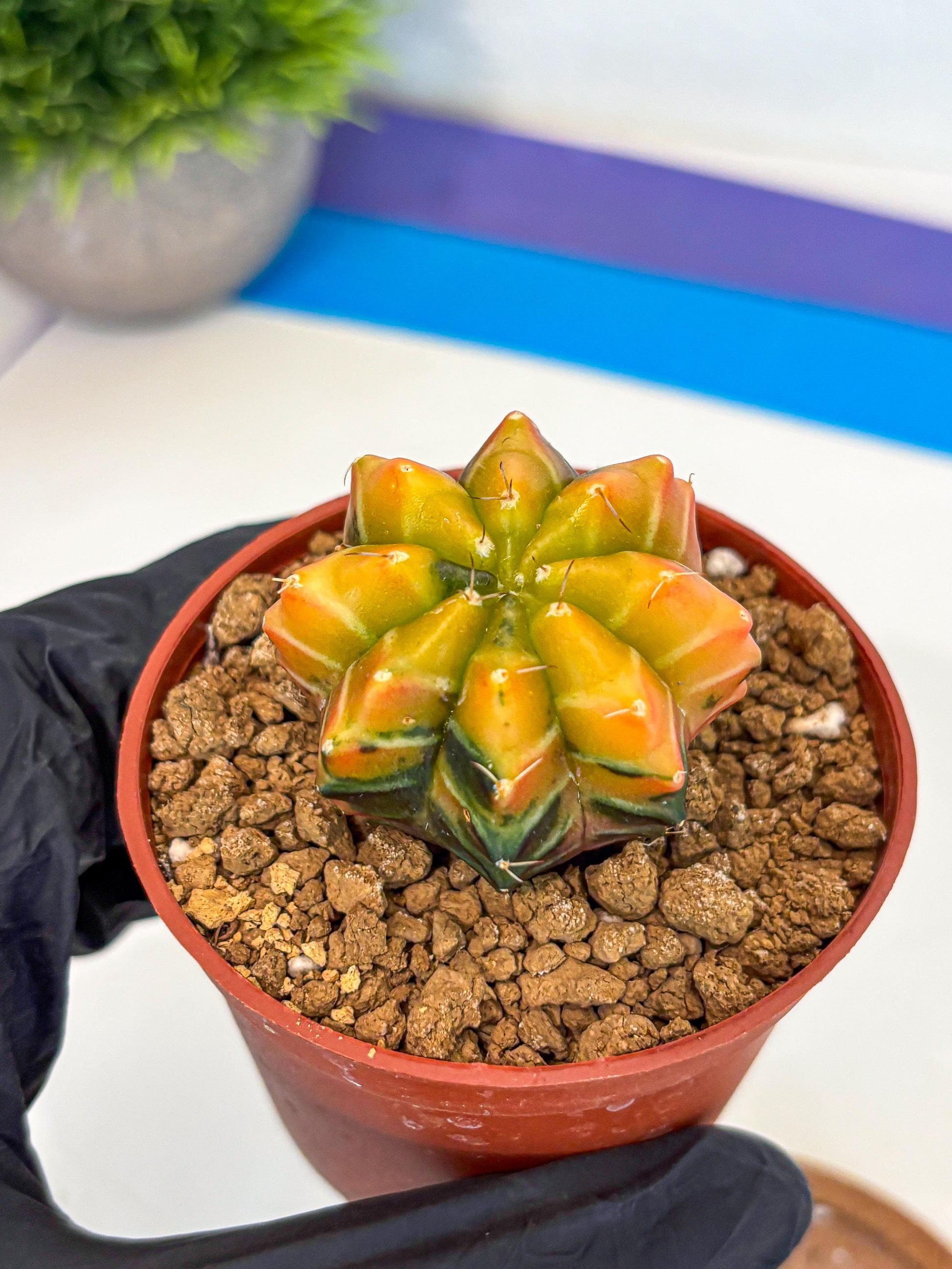 Gymnocalycium Sepia (gy12) (r2) | colorful Variegated Cactus