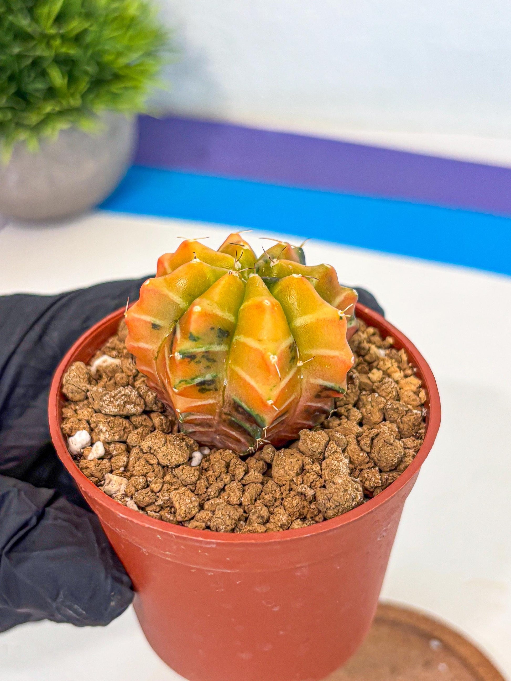 Gymnocalycium Sepia (gy12) (r2) | colorful Variegated Cactus