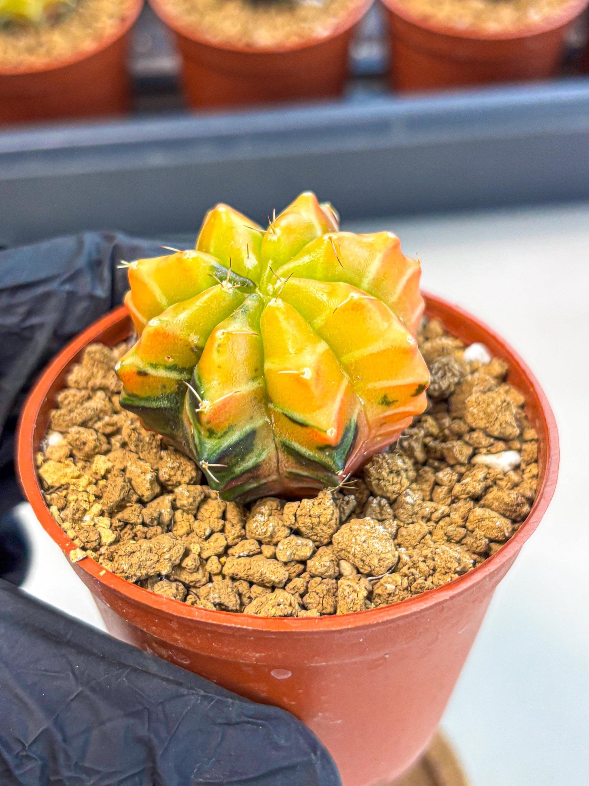 Gymnocalycium Sepia (gy12) (r2) | colorful Variegated Cactus