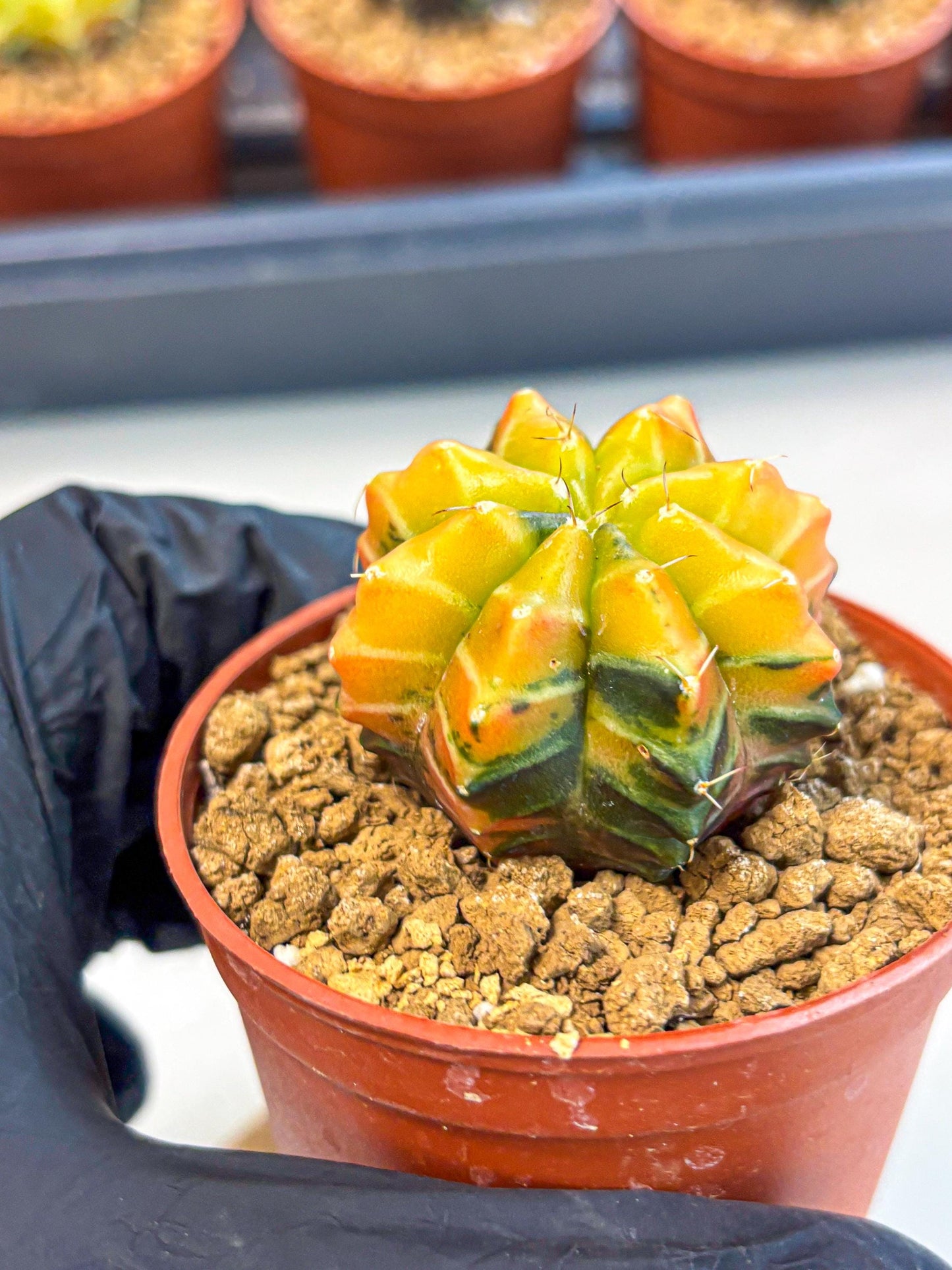 Gymnocalycium Sepia (gy12) (r2) | colorful Variegated Cactus