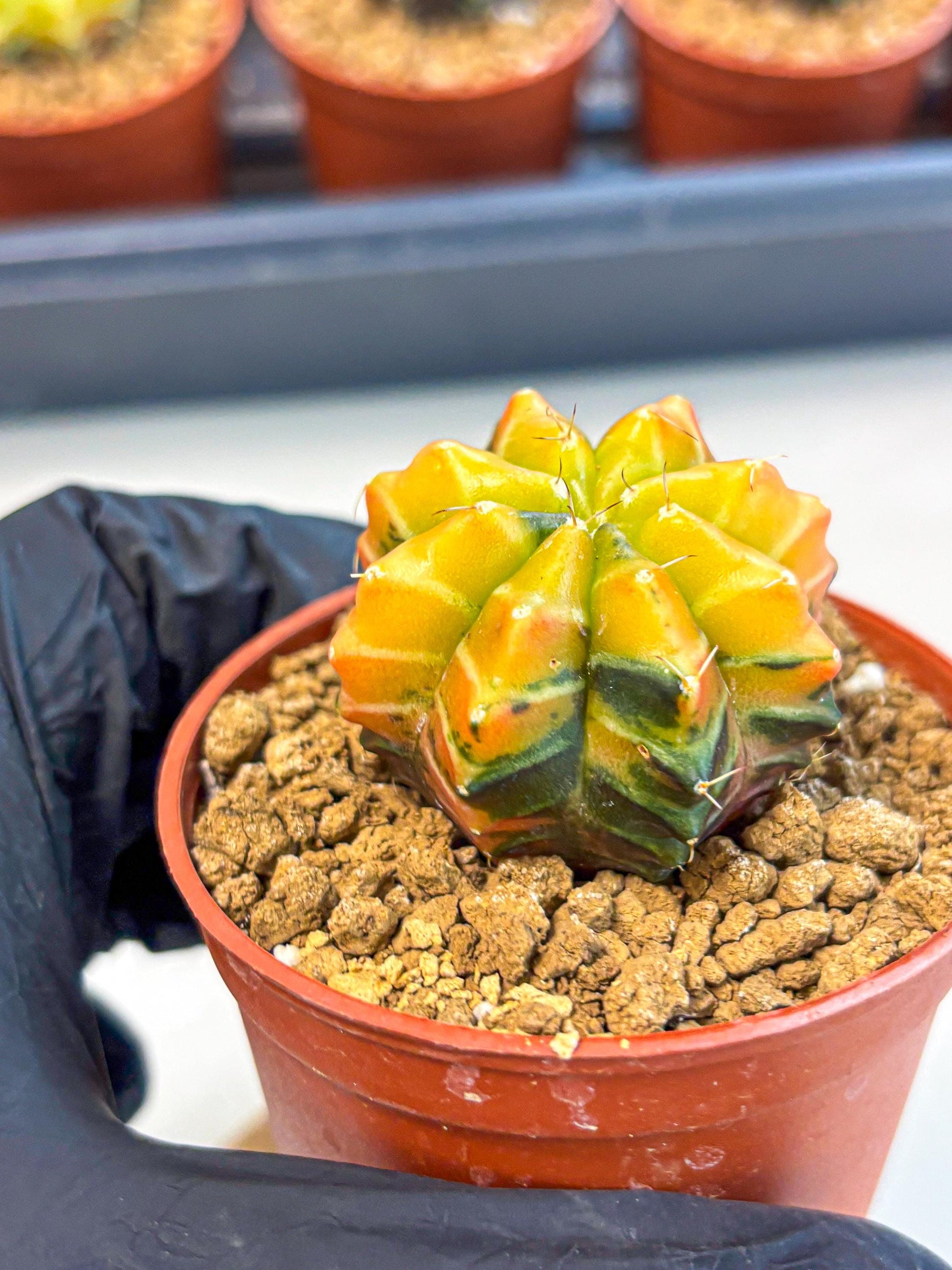 Gymnocalycium Sepia (gy12) (r2) | colorful Variegated Cactus