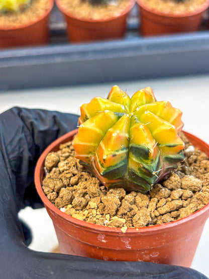 Gymnocalycium Sepia (gy12) (r2) | colorful Variegated Cactus