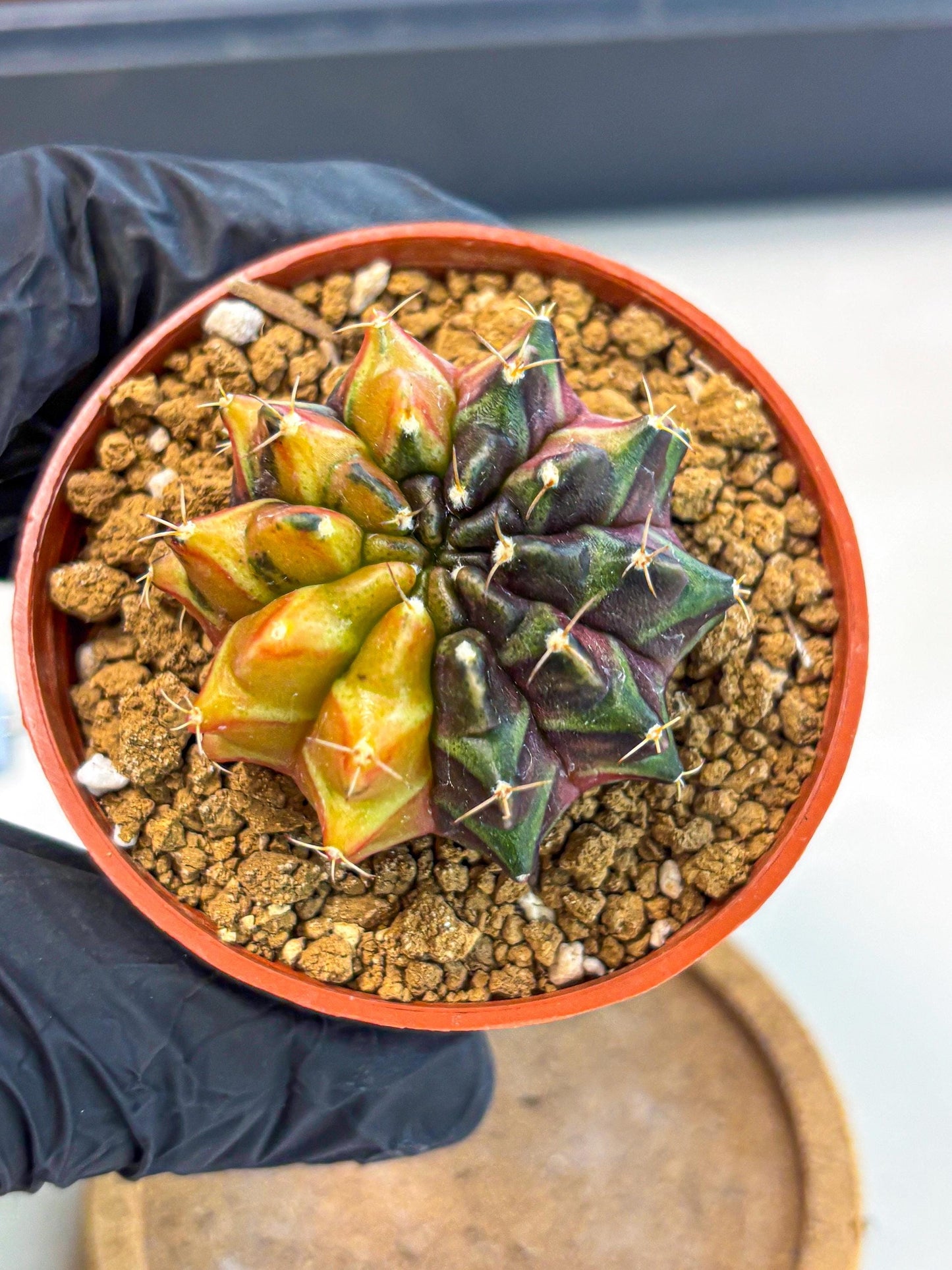 Gymnocalycium Sepia (gy12) (r3) | colorful Variegated Cactus