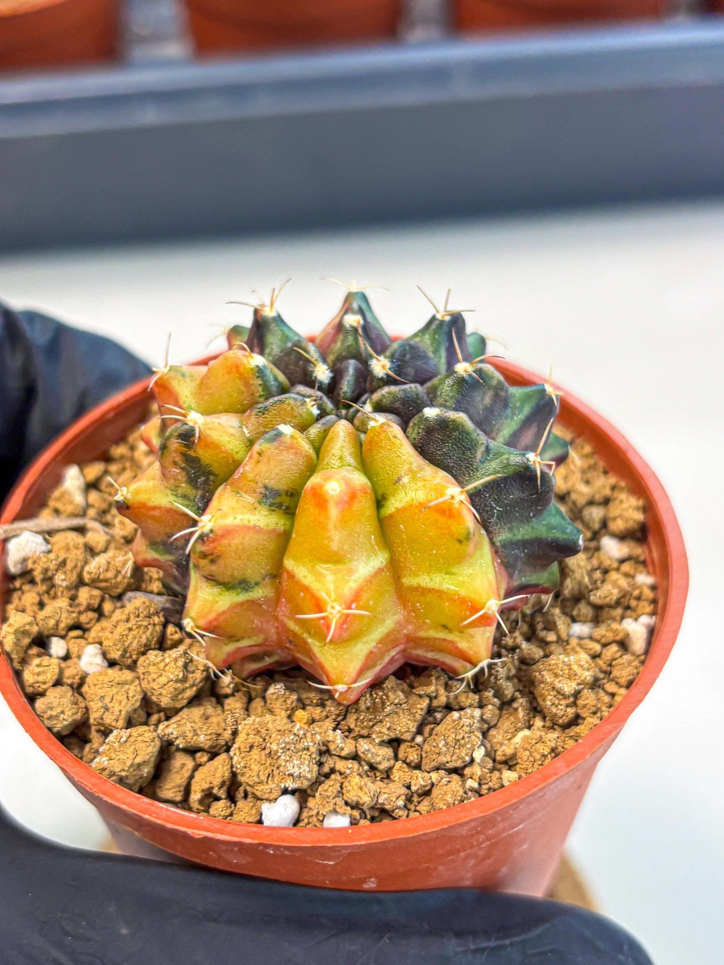 Gymnocalycium Sepia (gy12) (r3) | colorful Variegated Cactus