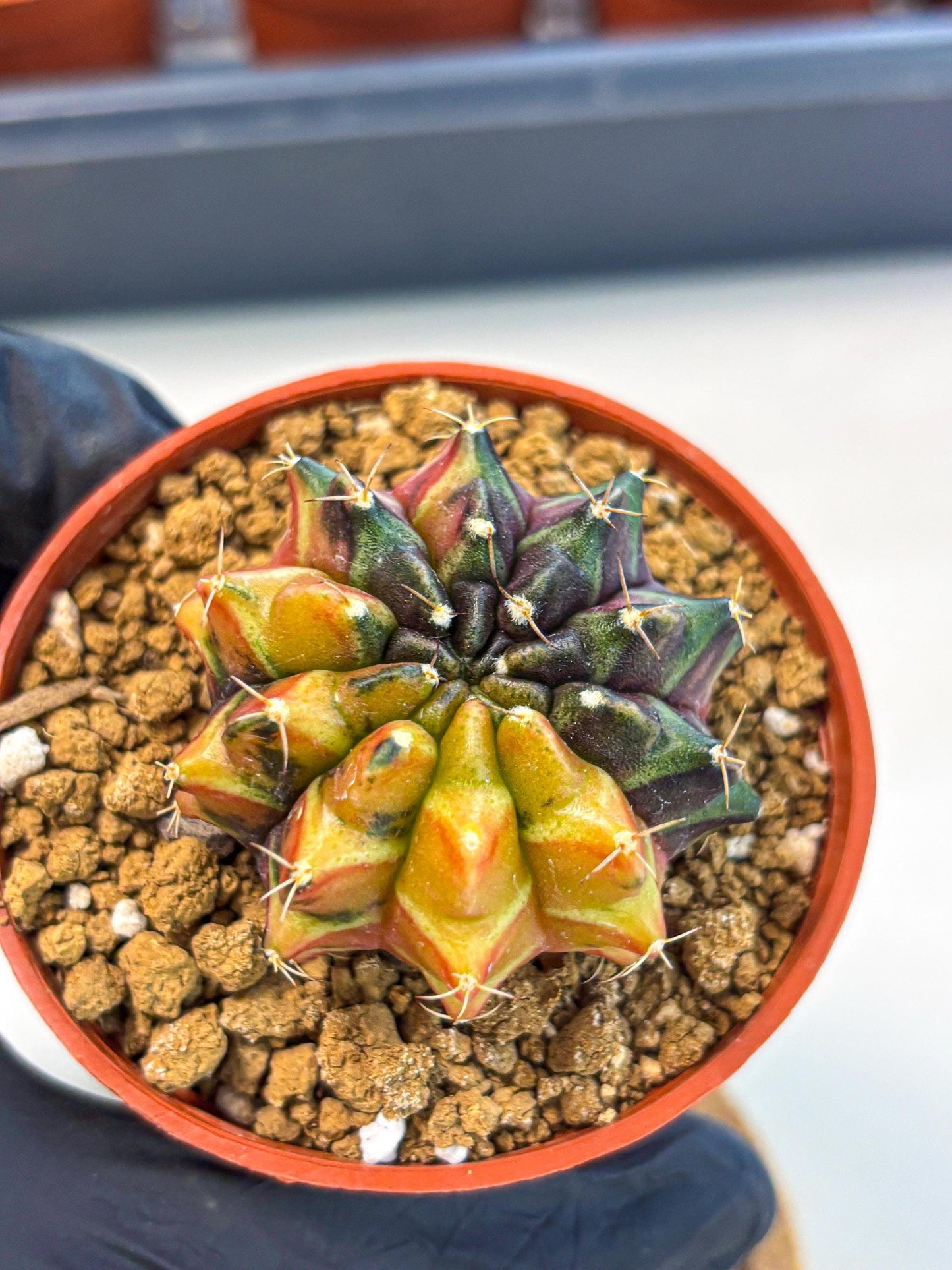Gymnocalycium Sepia (gy12) (r3) | colorful Variegated Cactus