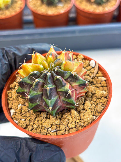 Gymnocalycium Sepia (gy12) (r3) | colorful Variegated Cactus