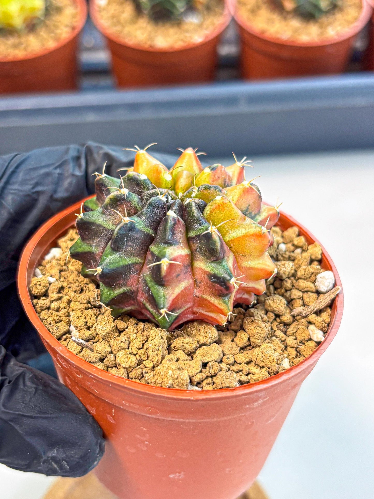 Gymnocalycium Sepia (gy12) (r3) | colorful Variegated Cactus