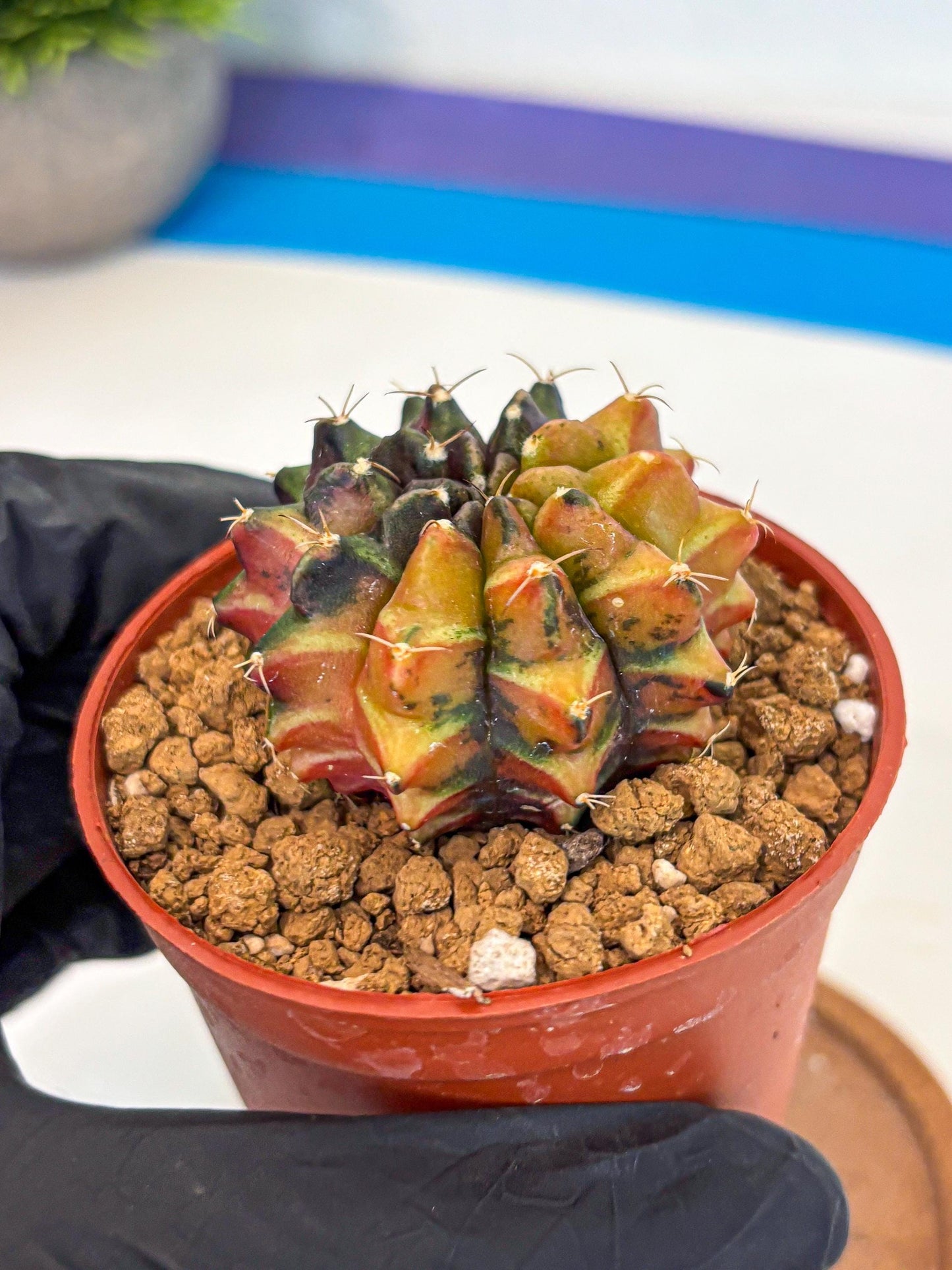 Gymnocalycium Sepia (gy12) (r3) | colorful Variegated Cactus