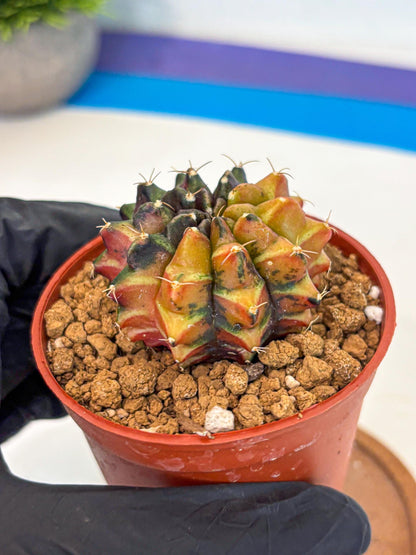 Gymnocalycium Sepia (gy12) (r3) | colorful Variegated Cactus