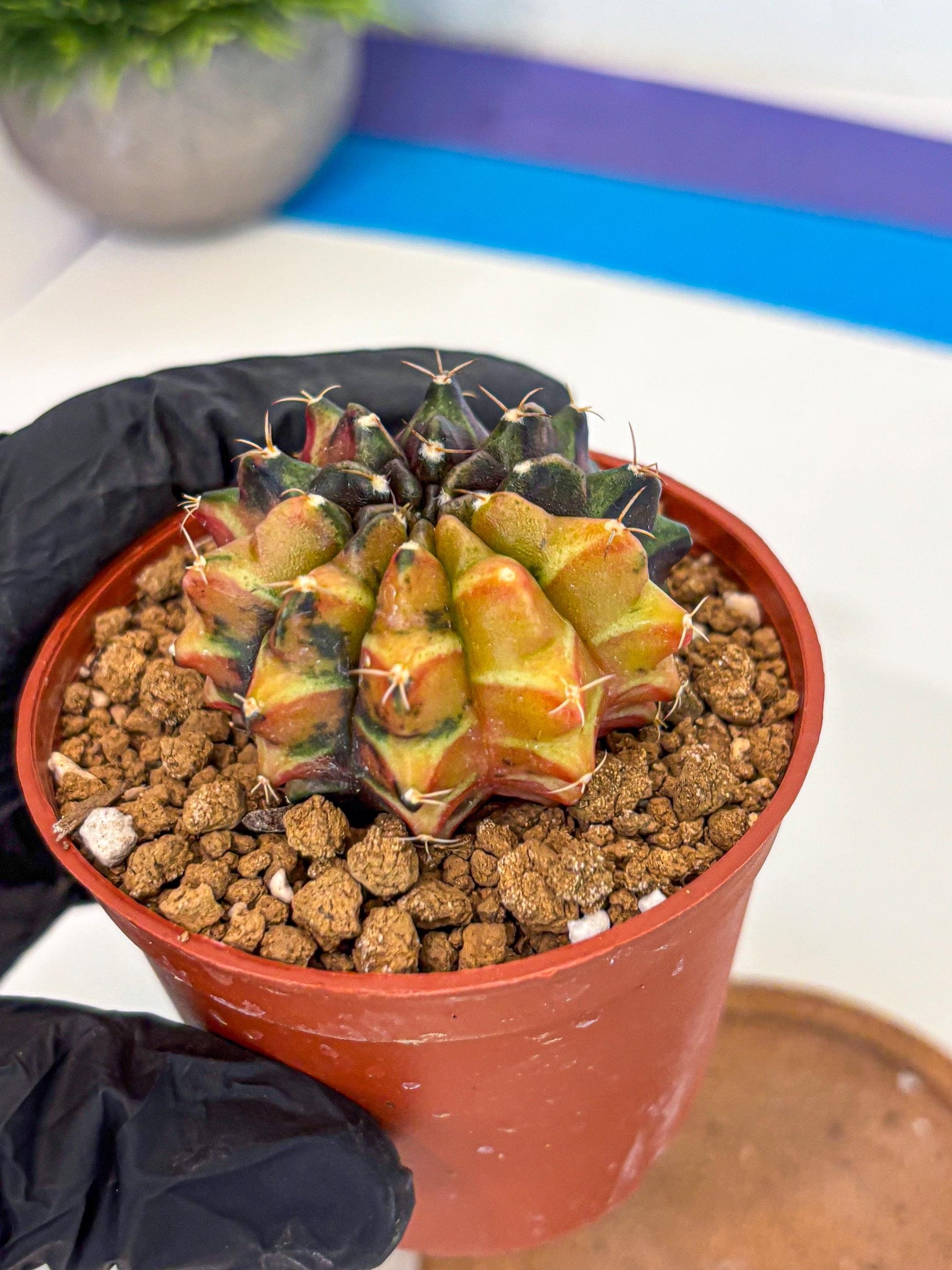 Gymnocalycium Sepia (gy12) (r3) | colorful Variegated Cactus