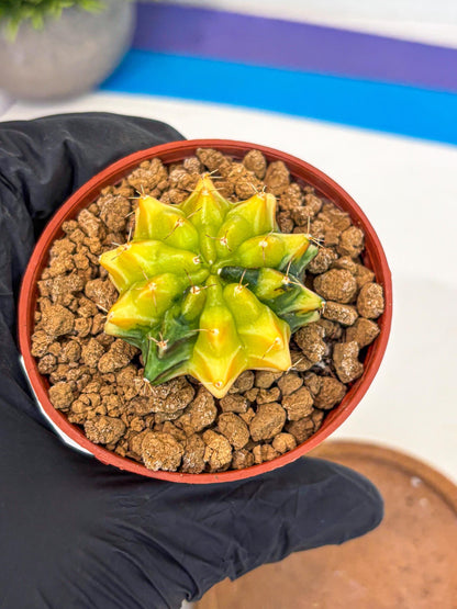 Gymnocalycium Sepia (gy12) (4r) | colorful Variegated Cactus