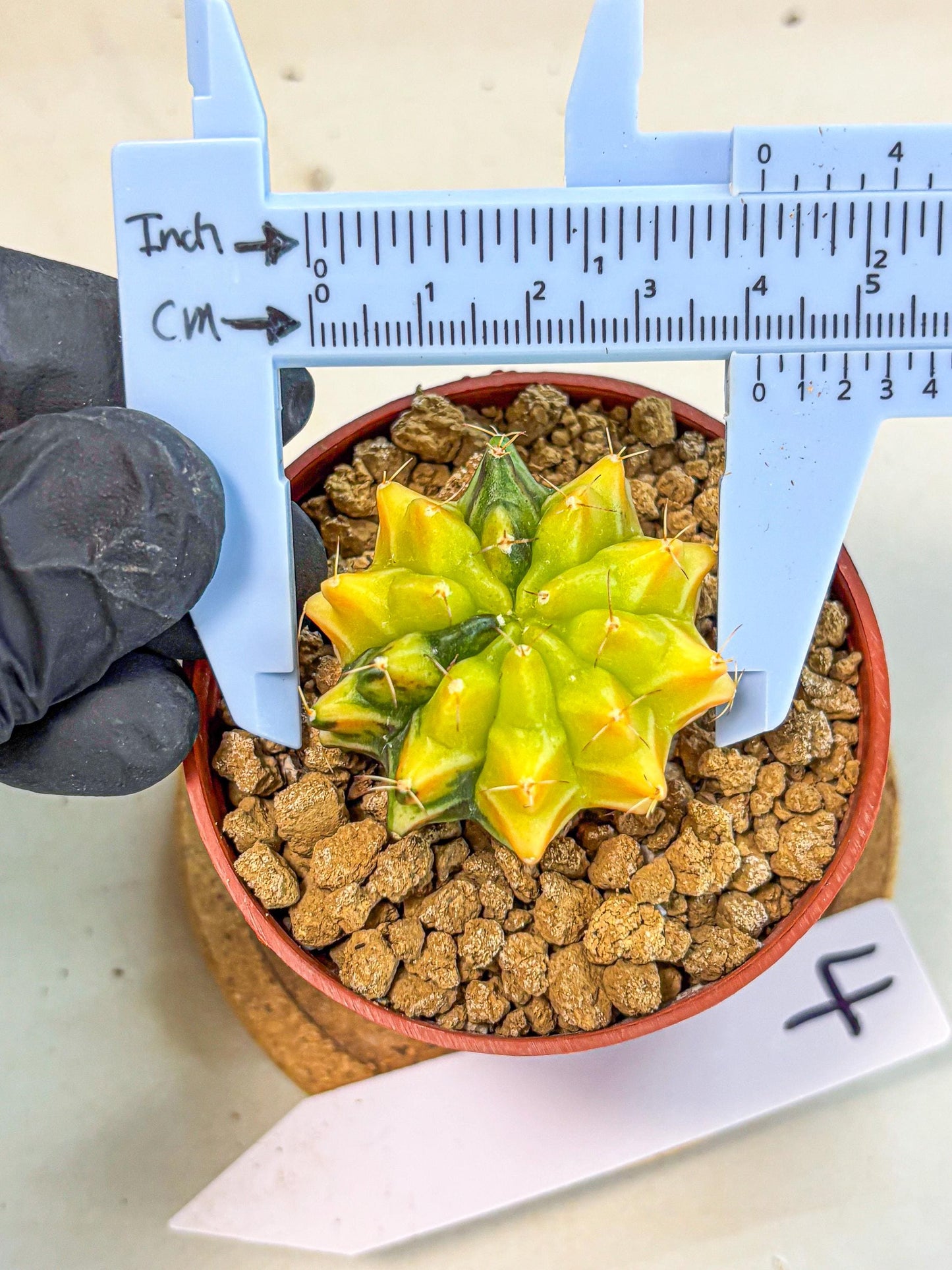 Gymnocalycium Sepia (gy12) (4r) | colorful Variegated Cactus