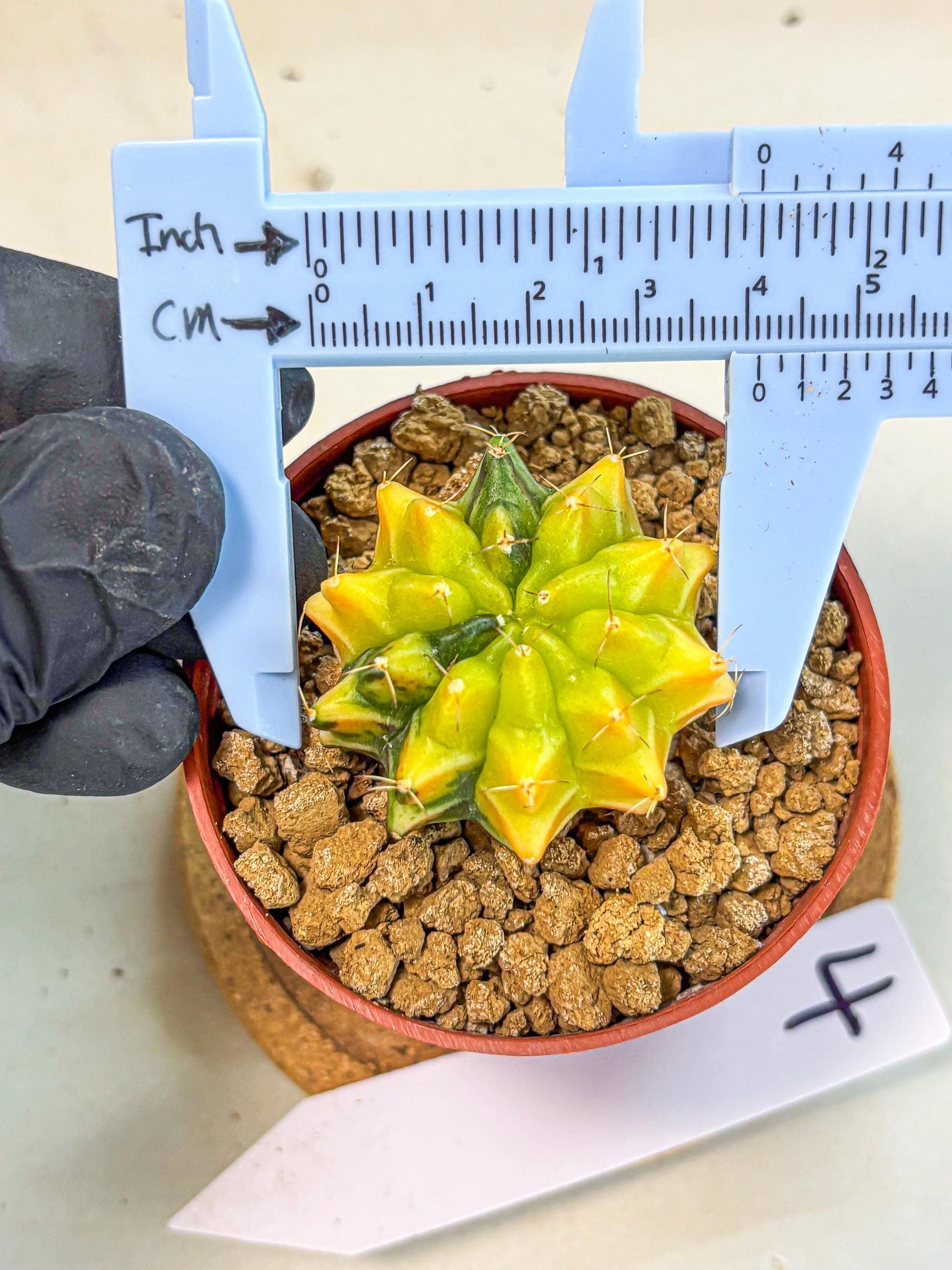 Gymnocalycium Sepia (gy12) (4r) | colorful Variegated Cactus