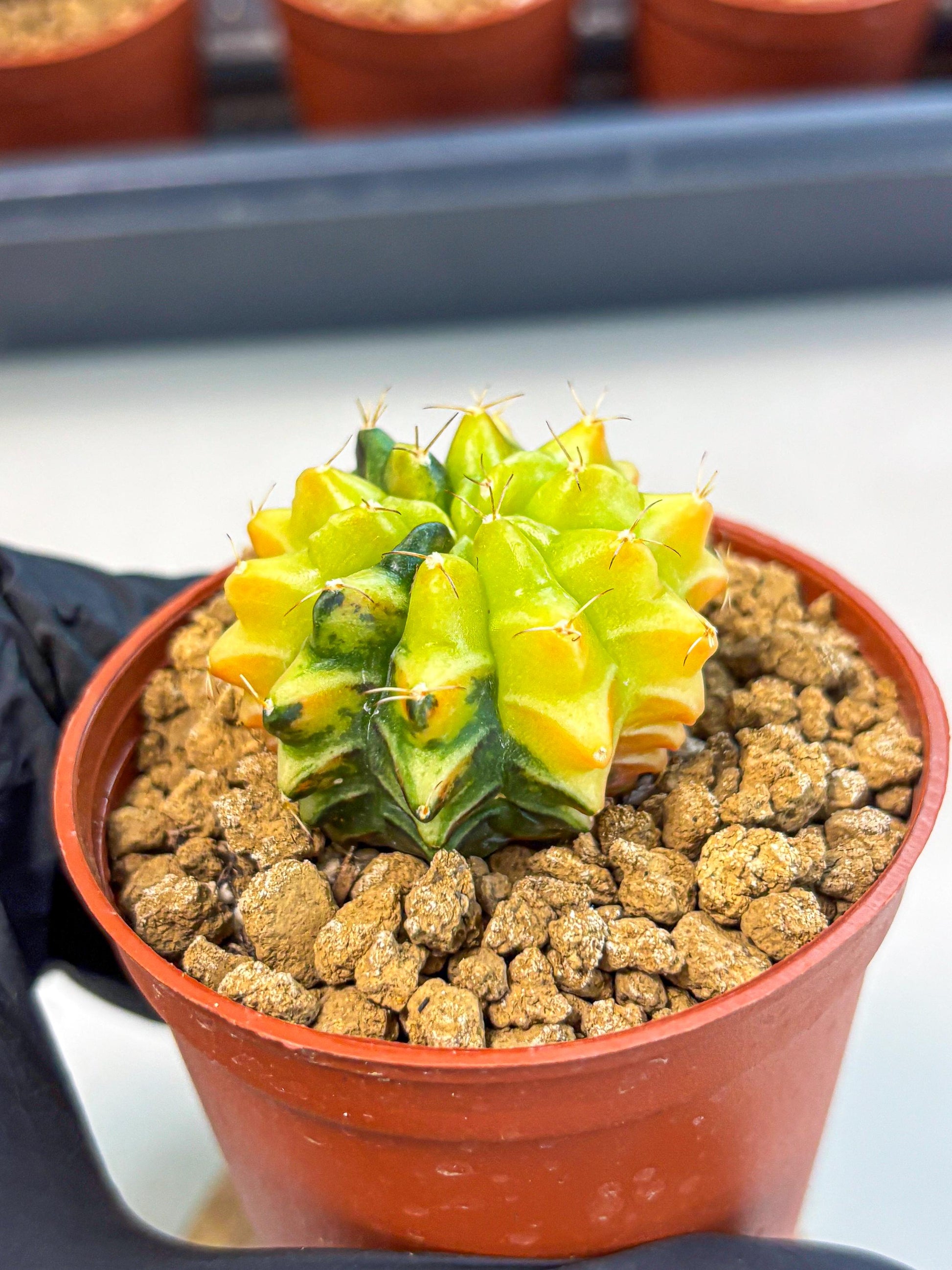 Gymnocalycium Sepia (gy12) (4r) | colorful Variegated Cactus