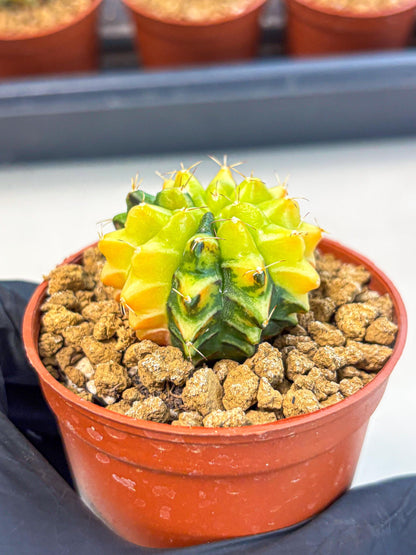 Gymnocalycium Sepia (gy12) (4r) | colorful Variegated Cactus