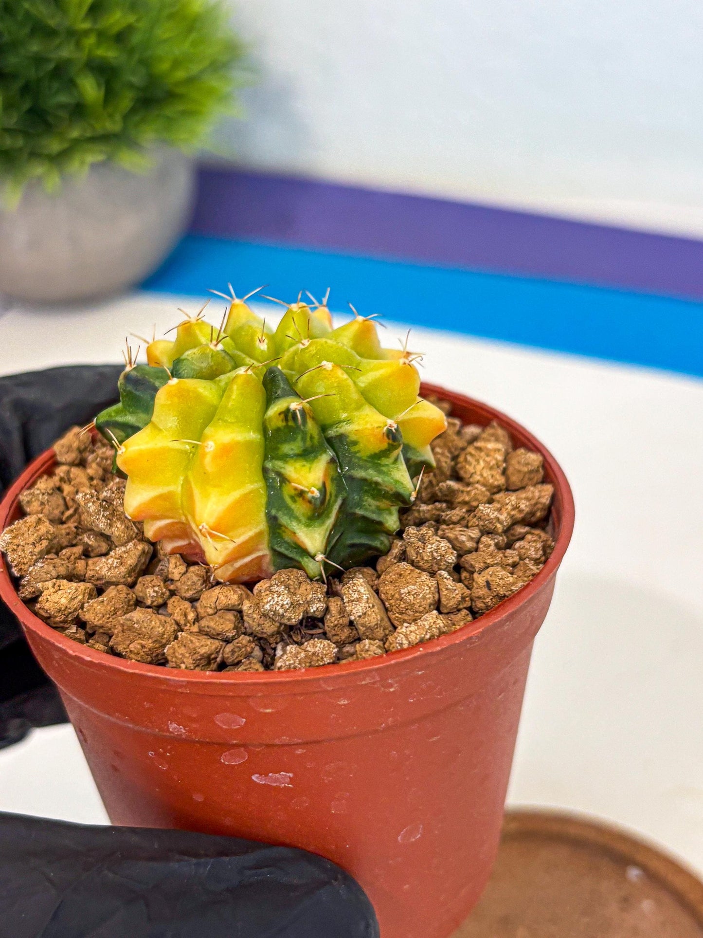 Gymnocalycium Sepia (gy12) (4r) | colorful Variegated Cactus