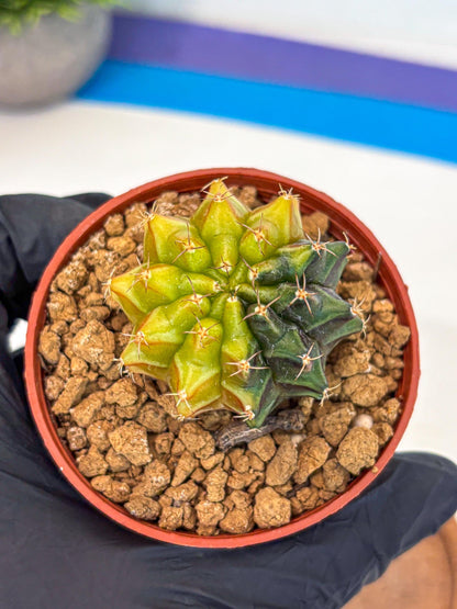 Gymnocalycium Sepia (gy12) (r5) | colorful Variegated Cactus