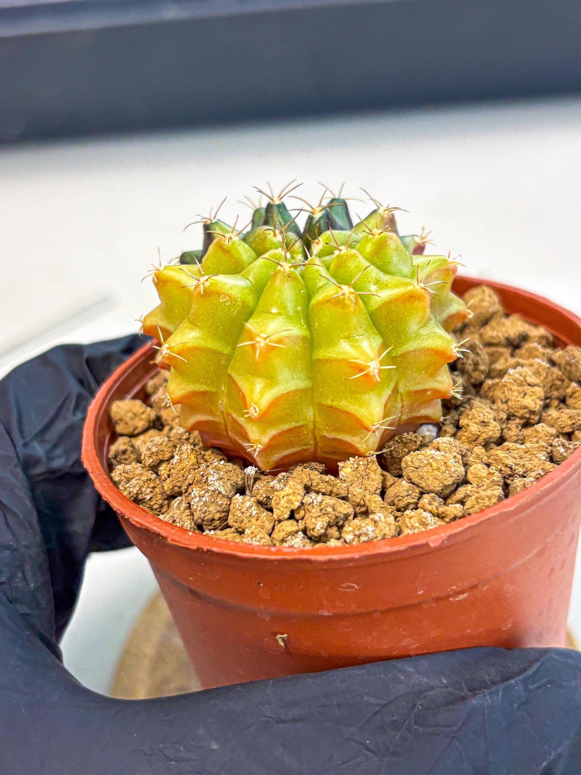 Gymnocalycium Sepia (gy12) (r5) | colorful Variegated Cactus