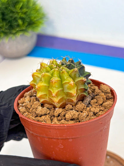 Gymnocalycium Sepia (gy12) (r5) | colorful Variegated Cactus
