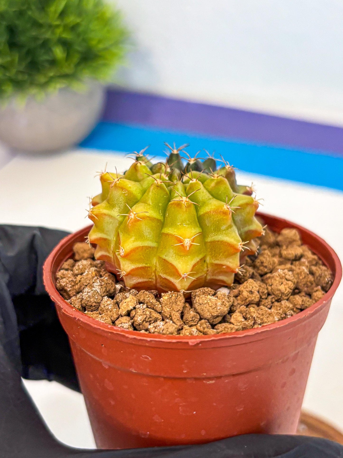 Gymnocalycium Sepia (gy12) (r5) | colorful Variegated Cactus