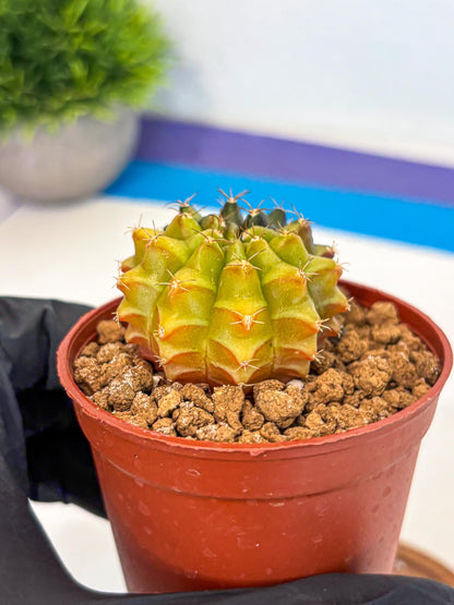 Gymnocalycium Sepia (gy12) (r5) | colorful Variegated Cactus