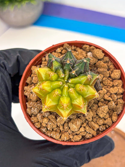 Gymnocalycium Sepia (gy12) (r5) | colorful Variegated Cactus