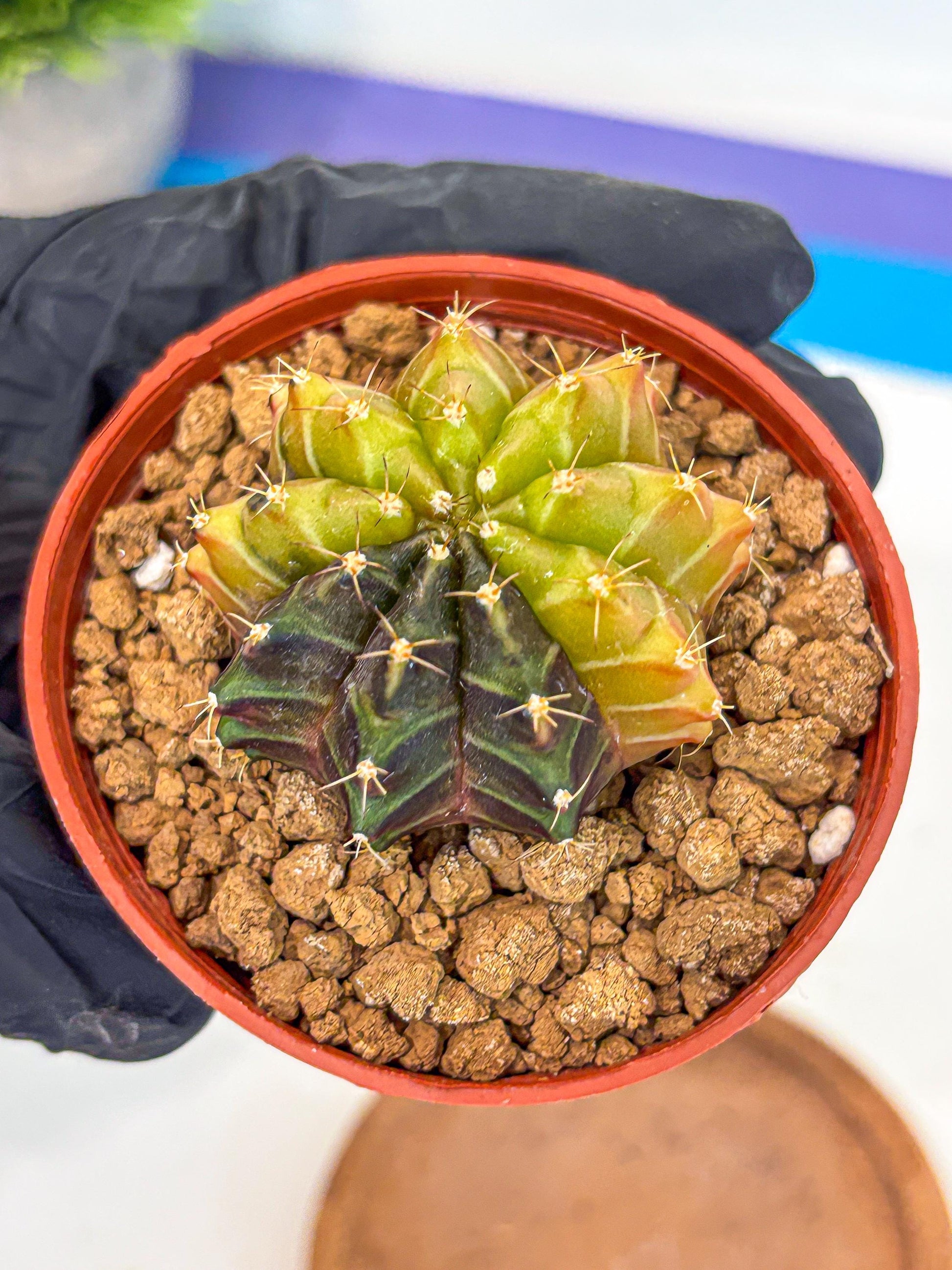 Gymnocalycium Sepia (gy12) (r6) | colorful Variegated Cactus