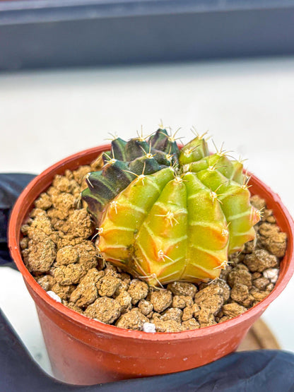 Gymnocalycium Sepia (gy12) (r6) | colorful Variegated Cactus
