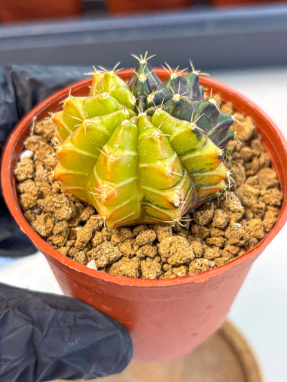 Gymnocalycium Sepia (gy12) (r6) | colorful Variegated Cactus