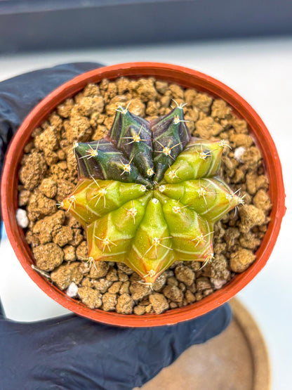 Gymnocalycium Sepia (gy12) (r6) | colorful Variegated Cactus