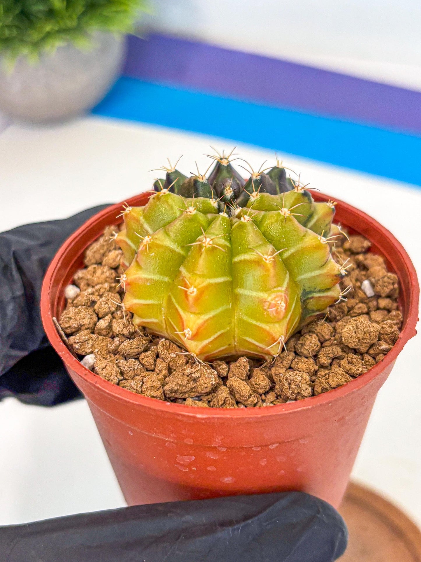 Gymnocalycium Sepia (gy12) (r6) | colorful Variegated Cactus