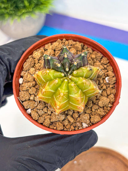 Gymnocalycium Sepia (gy12) (r6) | colorful Variegated Cactus