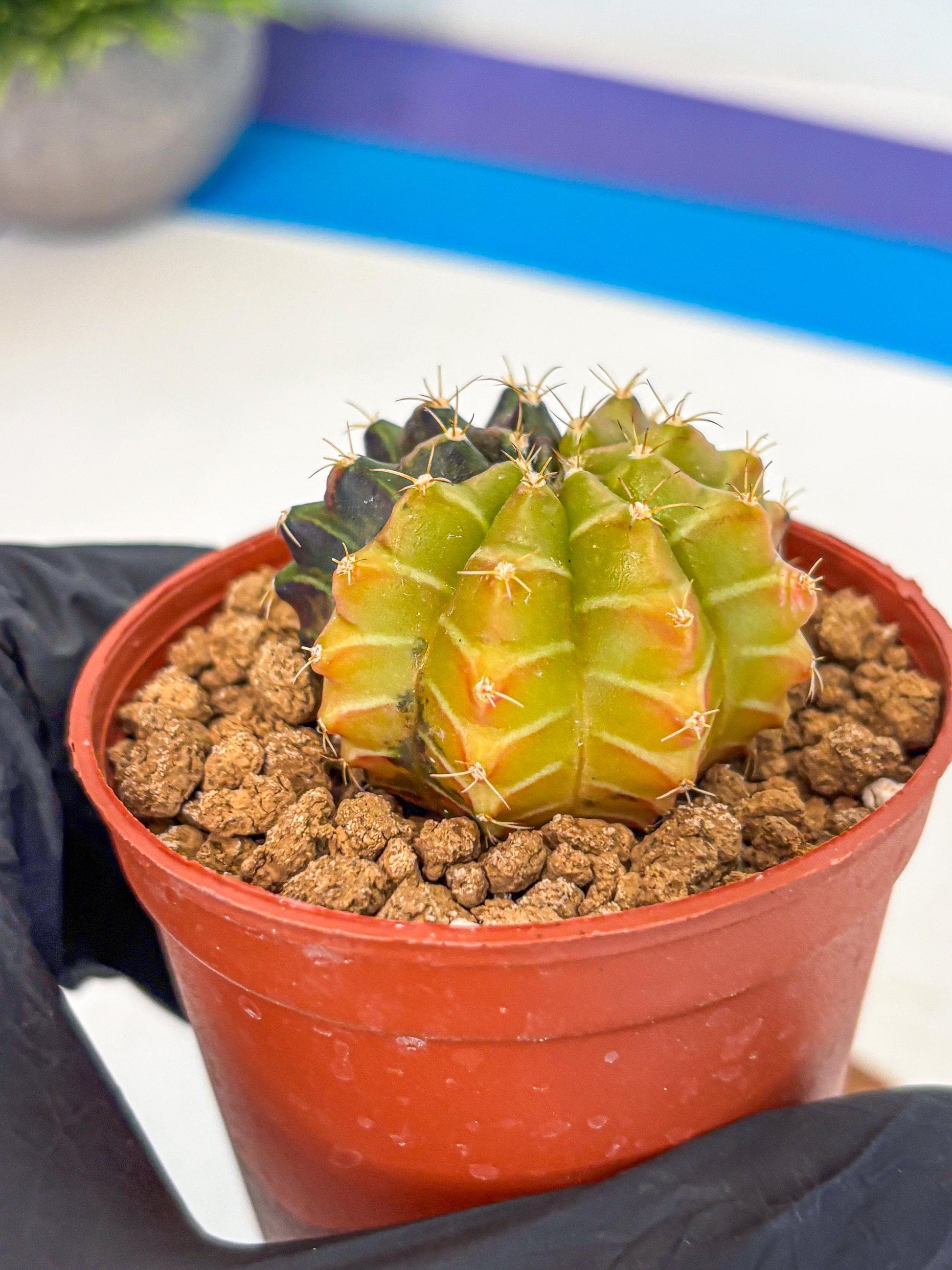 Gymnocalycium Sepia (gy12) (r6) | colorful Variegated Cactus