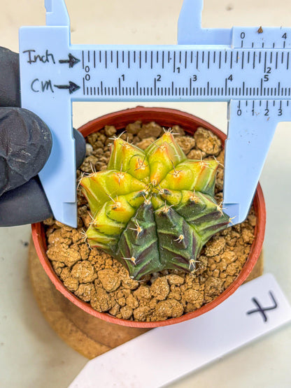 Gymnocalycium Sepia (gy12) (r7) | colorful Variegated Cactus