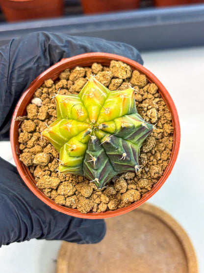 Gymnocalycium Sepia (gy12) (r7) | colorful Variegated Cactus