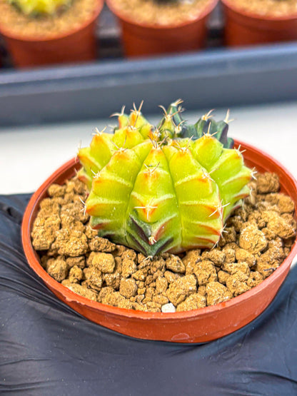 Gymnocalycium Sepia (gy12) (r7) | colorful Variegated Cactus