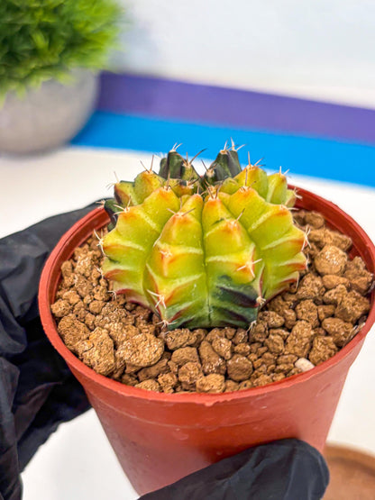 Gymnocalycium Sepia (gy12) (r7) | colorful Variegated Cactus